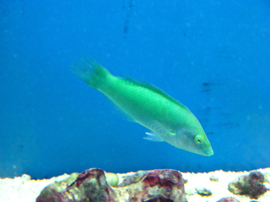  Halichoeres chloropterus (Pastel-green Wrasse)